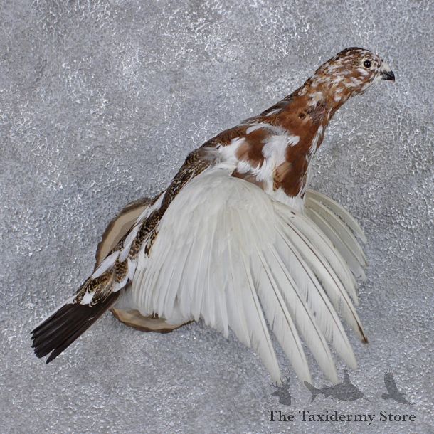 Flying Willow Ptarmigan Taxidermy Bird Mount #10331 For Sale @ The Taxidermy Store