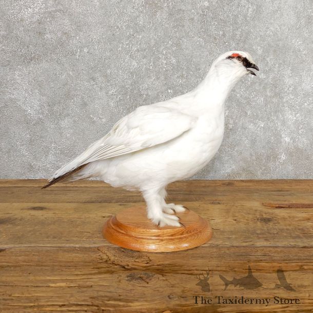 Ptarmigan Mount For Sale #19757 @ The Taxidermy Store