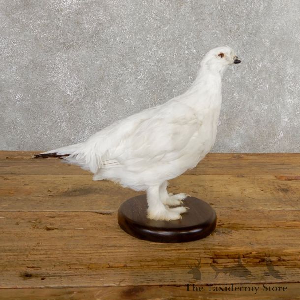 Ptarmigan Mount For Sale #19758 @ The Taxidermy Store