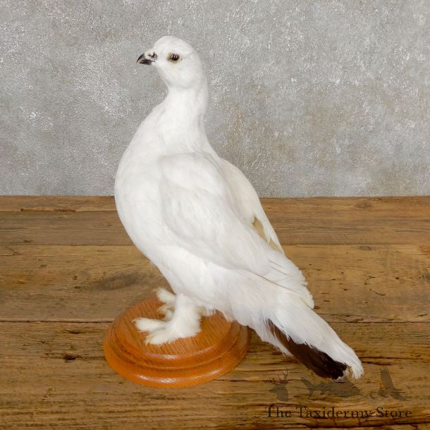 Ptarmigan Mount For Sale #19759 @ The Taxidermy Store