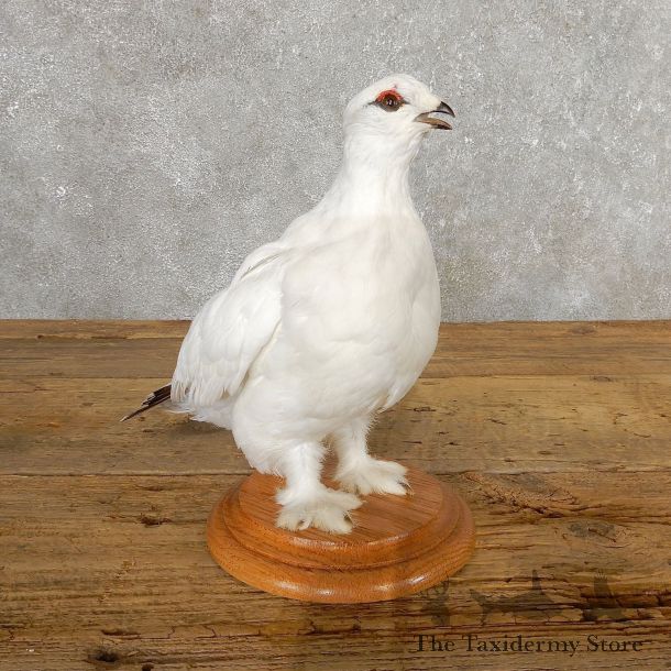 Ptarmigan Mount For Sale #19760 @ The Taxidermy Store