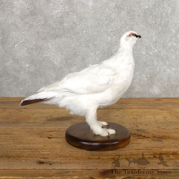 Ptarmigan Mount For Sale #19761 @ The Taxidermy Store