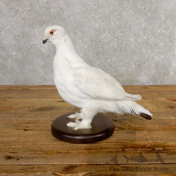 Ptarmigan Mount For Sale #19762 @ The Taxidermy Store