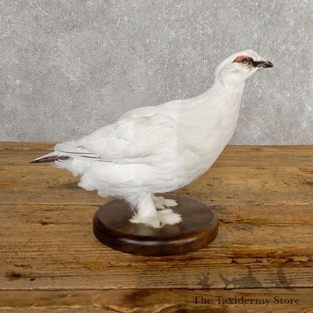 Ptarmigan Mount For Sale #19763 @ The Taxidermy Store