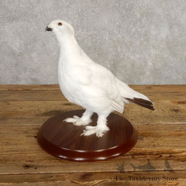 Ptarmigan Mount For Sale #20381 @ The Taxidermy Store