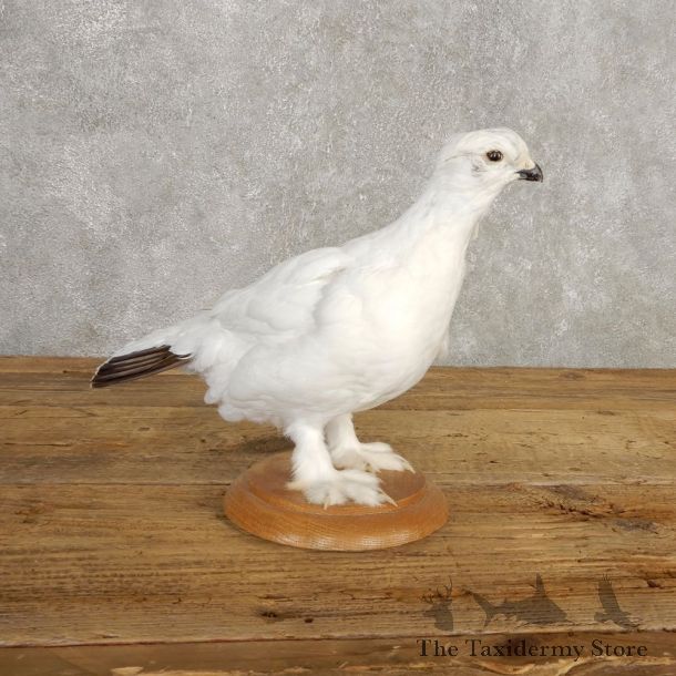 Ptarmigan Mount For Sale #20382 @ The Taxidermy Store