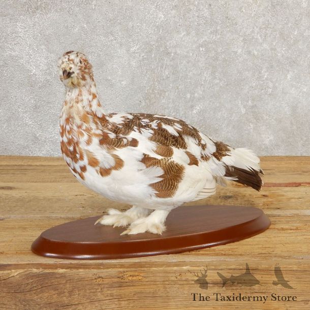 Ptarmigan Mount For Sale #20767 @ The Taxidermy Store