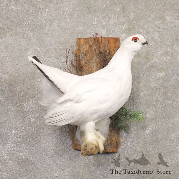 Ptarmigan Mount For Sale #22190 @ The Taxidermy Store