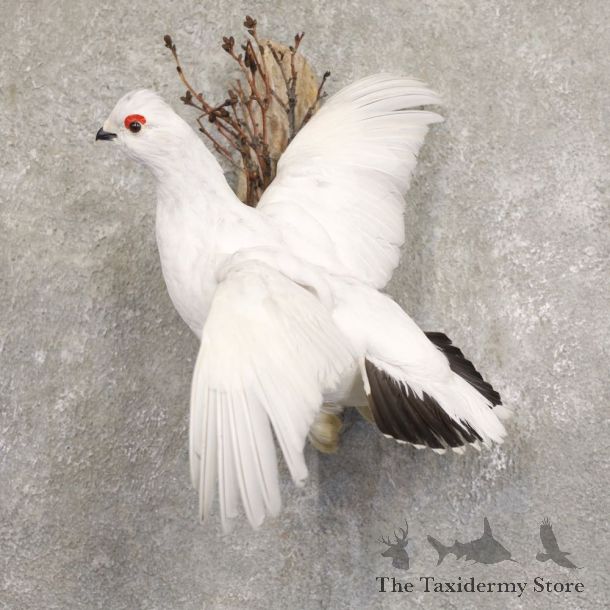 Ptarmigan Mount For Sale #22218 @ The Taxidermy Store