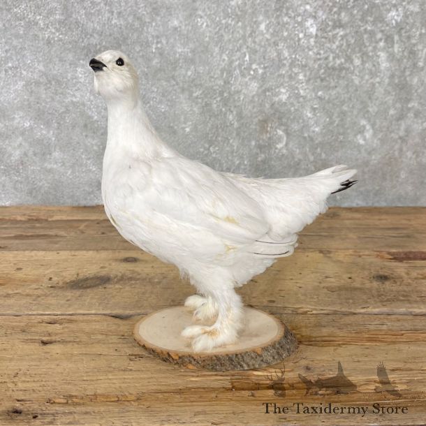Ptarmigan Mount For Sale #26009 @ The Taxidermy Store