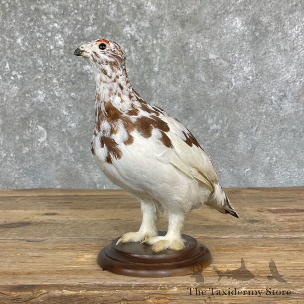 Ptarmigan Mount For Sale #26349 @ The Taxidermy Store