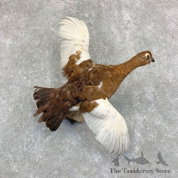 Ptarmigan Taxidermy Mount For Sale #21751 @ The Taxidermy Store