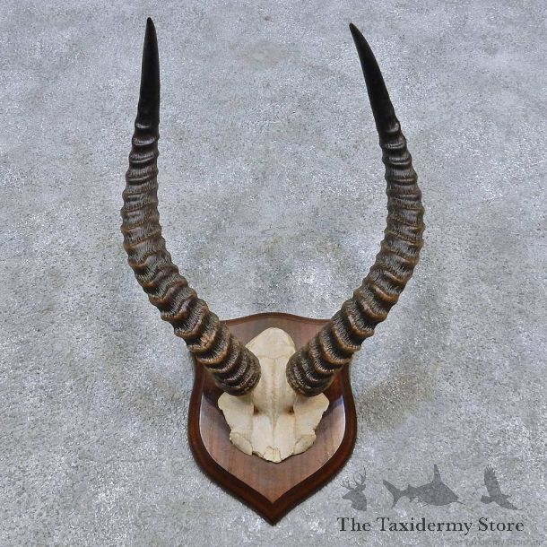 Puku Skull & Horn European Mount For Sale #14522 @ The Taxidermy Store