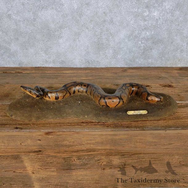 Python Snake Reproduction Mount For Sale #14208 @ The Taxidermy Store