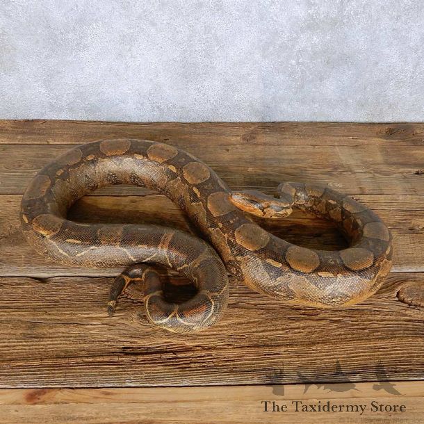 Boa Constrictor Snake Mount For Sale #14207 @ The Taxidermy Store