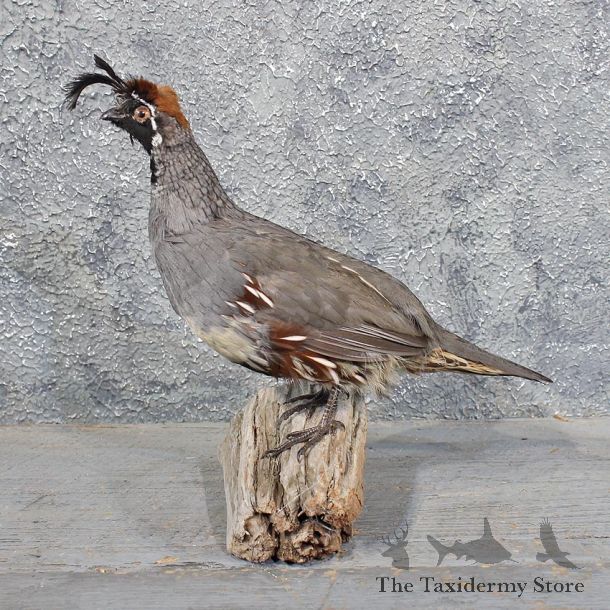 California Quail Bird Mount #11757 For Sale @ The Taxidermy Store