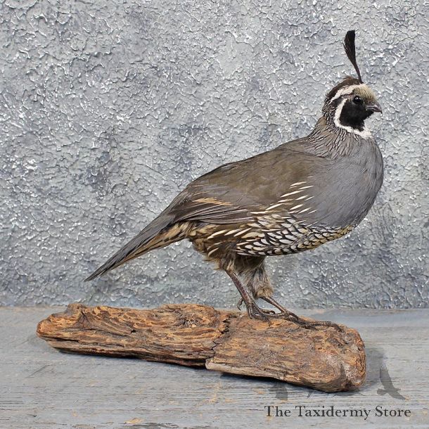 California Quail Bird Mount #11759 For Sale @ The Taxidermy Store