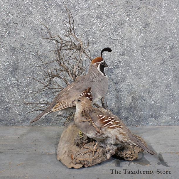 Gambel's Quail Bird Mount #11756 For Sale @ The Taxidermy Store