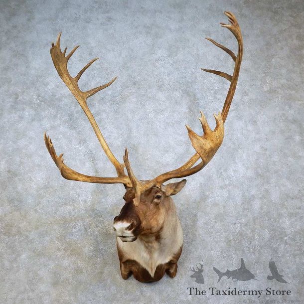 Mountain Caribou Shoulder Mount For Sale #15794 @ The Taxidermy Store