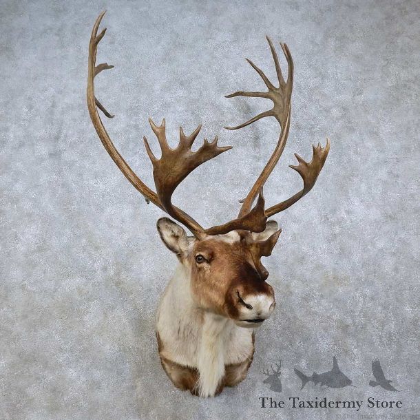 Barren Ground Caribou Shoulder Mount For Sale #15795 @ The Taxidermy Store