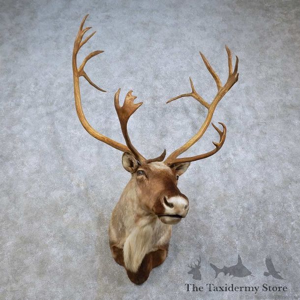 Barren Ground Caribou Shoulder Mount For Sale #15796 @ The Taxidermy Store