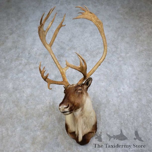 Mountain Caribou Shoulder Mount For Sale #15799 @ The Taxidermy Store