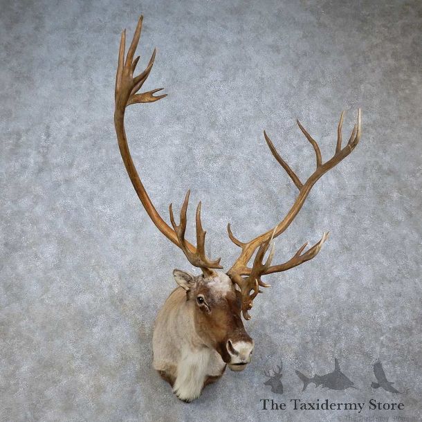 Barren Ground Caribou Shoulder Mount For Sale #15804 @ The Taxidermy Store