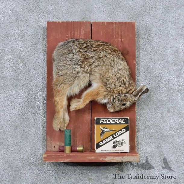Cottontail Rabbit Life Size Mount For Sale #13932 For Sale @ The Taxidermy Store