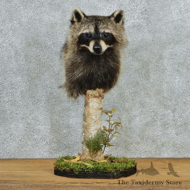 Raccoon Pedestal Taxidermy Shoulder Mount M1 #12778 For Sale @ The Taxidermy Store
