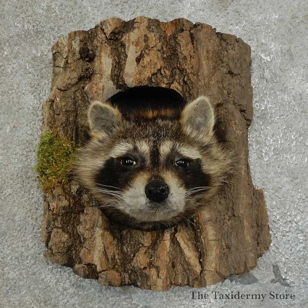 Raccoon Head Novelty Mount For Sale #16859 @ The Taxidermy Store