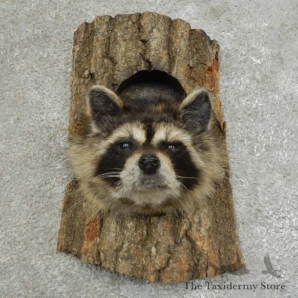Raccoon Head Novelty Mount For Sale #16861 @ The Taxidermy Store