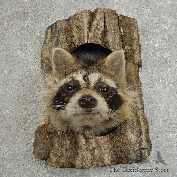 Raccoon Head Novelty Mount For Sale #16864 @ The Taxidermy Store