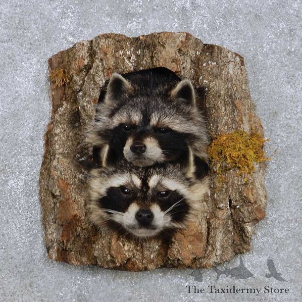 Raccoon Head Pair Mount For Sale #14219 @ The Taxidermy Store