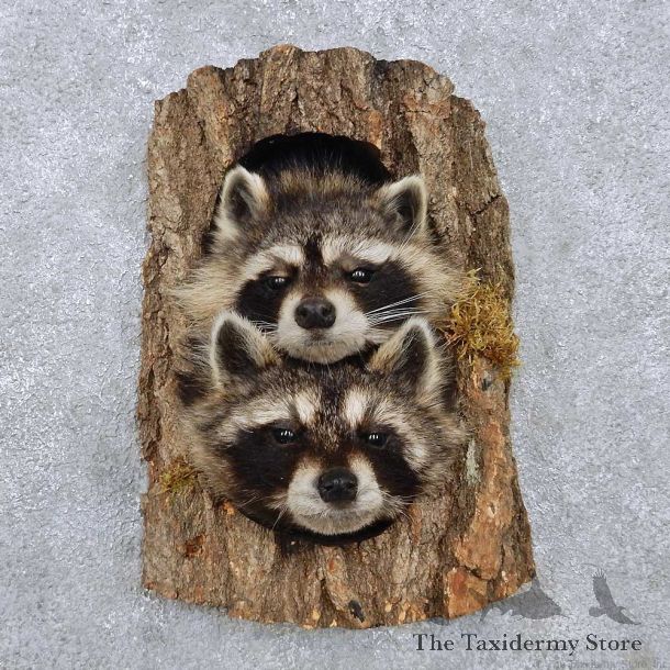 Raccoon Head Pair Mount For Sale #14225 @ The Taxidermy Store