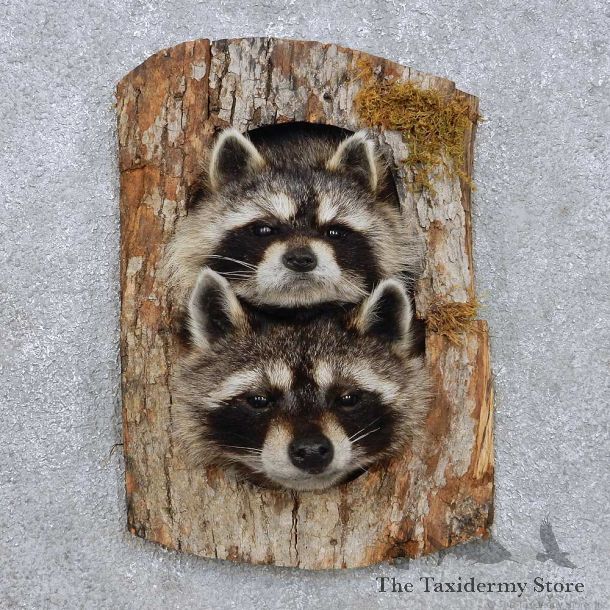 Raccoon Head Pair Mount For Sale #14226 @ The Taxidermy Store