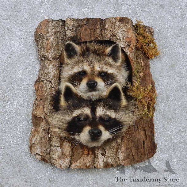 Raccoon Head Pair Mount For Sale #14228 @ The Taxidermy Store