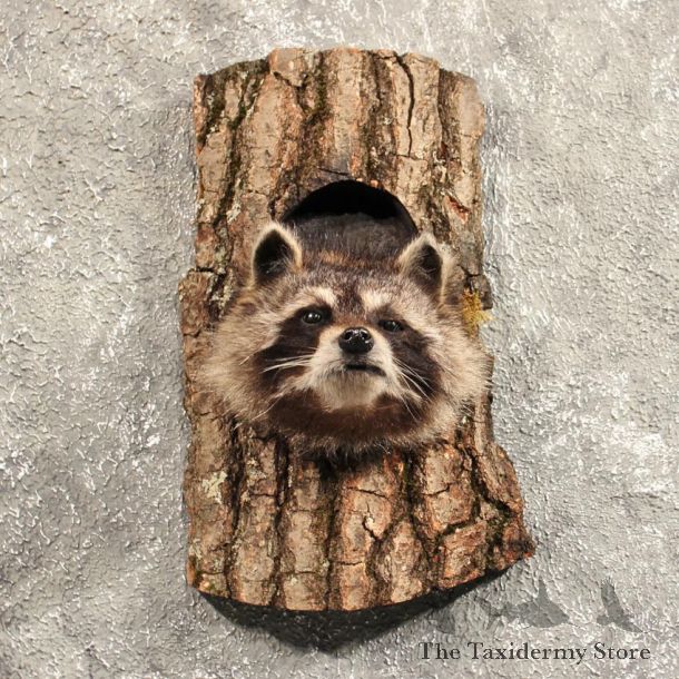 Raccoon Mount in Log #11457 - For Sale - The Taxidermy Store