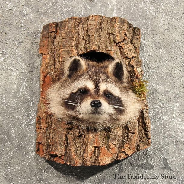 Raccoon Mount in Log #11460 - For Sale - The Taxidermy Store