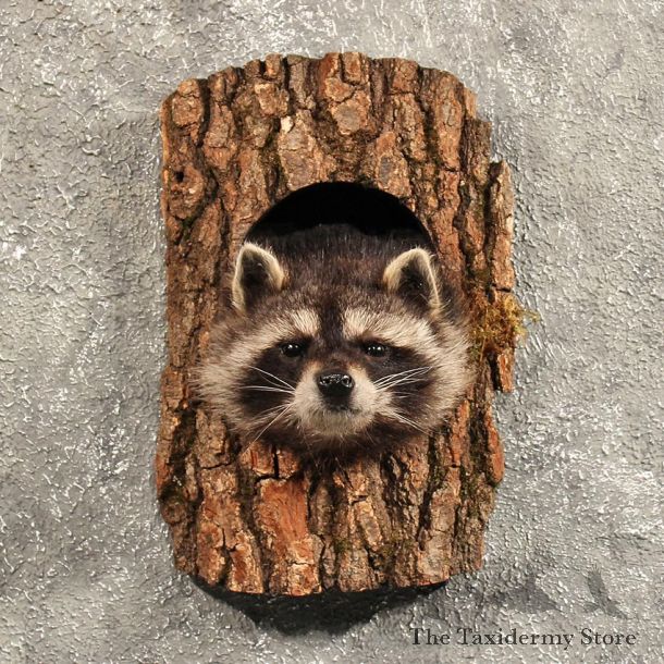 Raccoon Mount in Log #11461 - For Sale - The Taxidermy Store