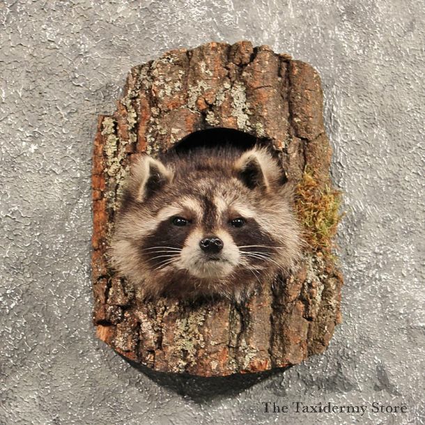 Raccoon Mount in Log #11466 - For Sale - The Taxidermy Store