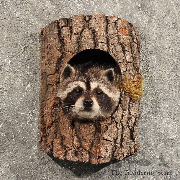 Raccoon Mount in Log #11467 - For Sale - The Taxidermy Store