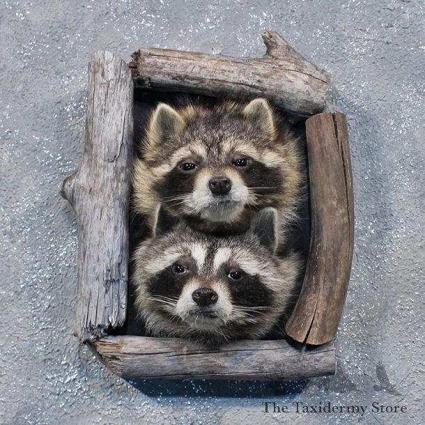 Double Raccoon Head Mounts #11996 For Sale @ The Taxidermy Store