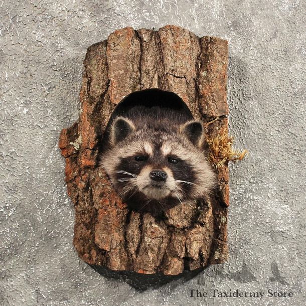 Raccoon Mount in Log #11455 - For Sale - The Taxidermy Store