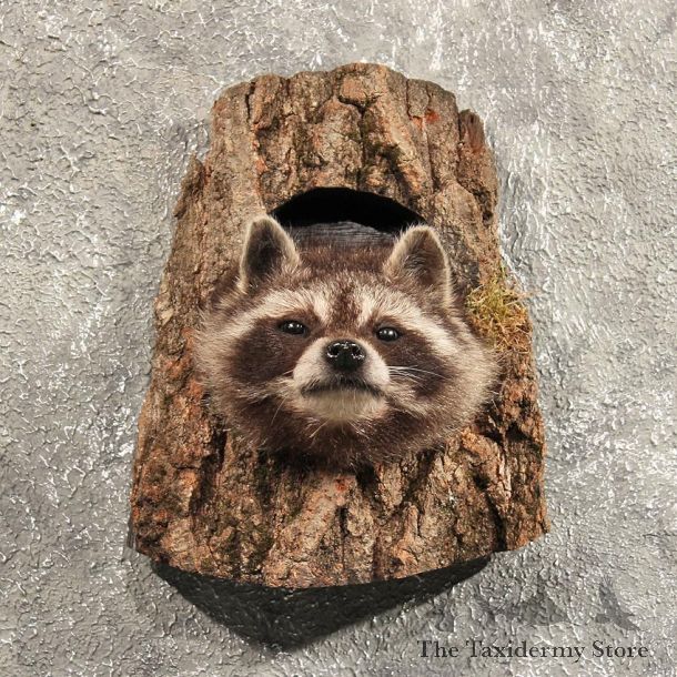 Raccoon Mount in Log #11456 - For Sale - The Taxidermy Store