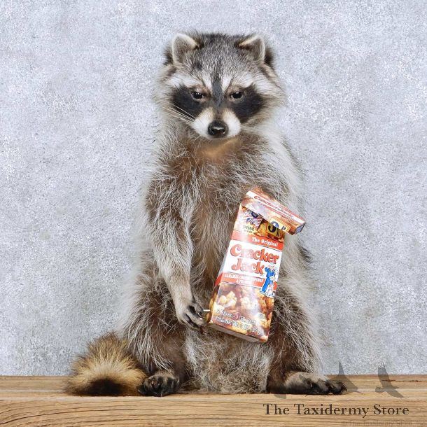 Snacking Raccoon Life-Size Taxidermy Mount For Sale #13673 For Sale @ The Taxidermy Store