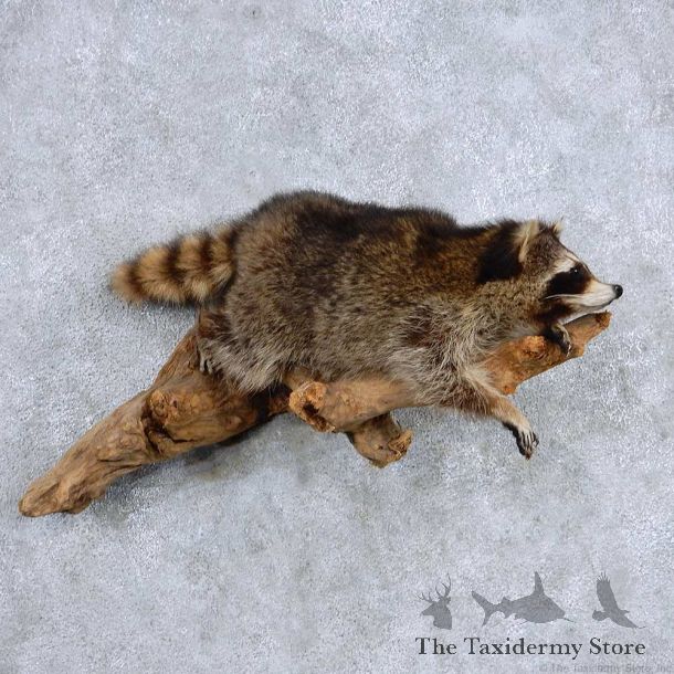 Raccoon Life Size Mount For Sale #13899 For Sale @ The Taxidermy Store