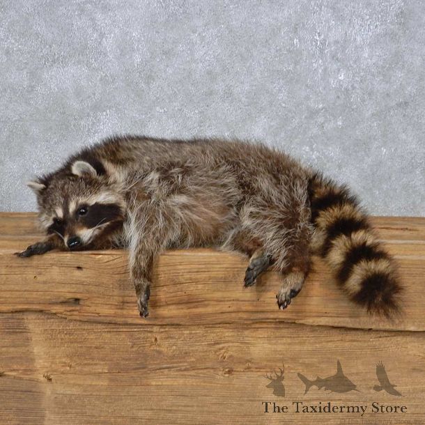 Laying Raccoon Mount For Sale #14995 @ The Taxidermy Store