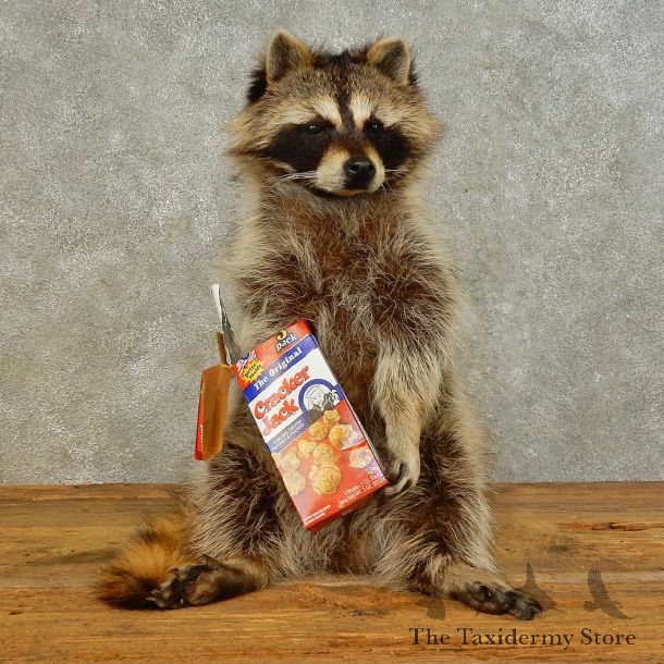 “Cracker Jack” Raccoon Mount For Sale #16497 @ The Taxidermy Store