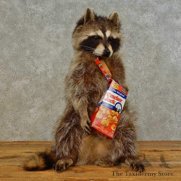“Cracker Jack” Raccoon Mount For Sale #16498 @ The Taxidermy Store
