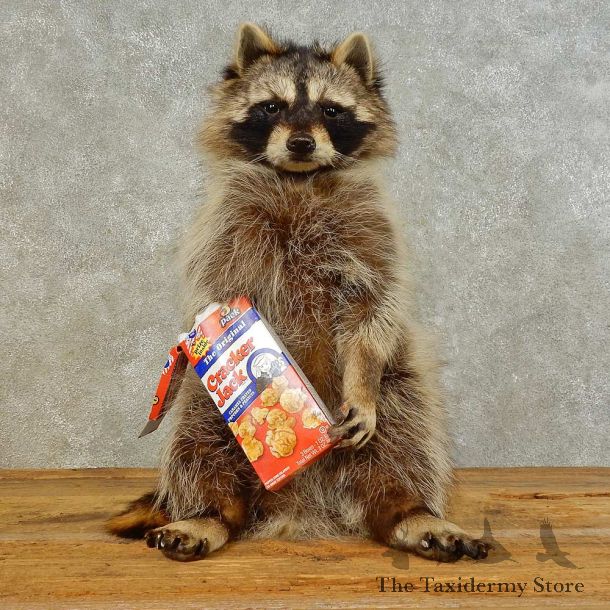 “Cracker Jack” Raccoon Mount For Sale #16499 @ The Taxidermy Store